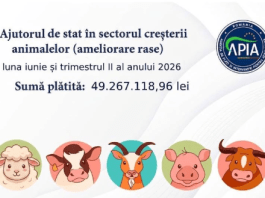 APIA plătește peste 49 de milioane de lei crescătorilor de animale. Pentru ce sunt acordați banii